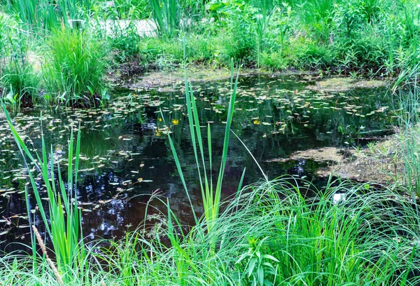 Болото Черной Водой Зелеными Кустарниками Вокруг Берега — стоковое фото