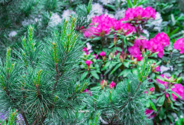 Młoda Sosna Tle Różowych Rododendronów — Zdjęcie stockowe