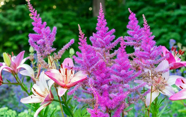 Рожеві Квіти Астільби Літньому Саду — стокове фото
