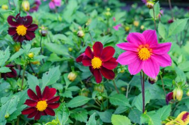 Yaz bahçesindeki Mignon grubunun yıllık yıldız çiçekleri..