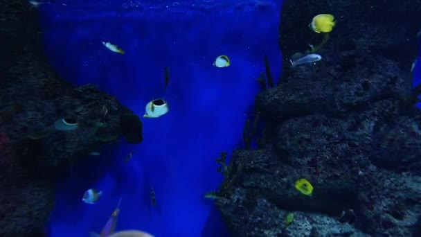 Мелкие рыбки плавают в большом прозрачном аквариуме вблизи — стоковое видео