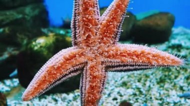 Bir akvaryumun cam duvarına yapışmış kırmızı bir denizyıldızının yakın çekimi.