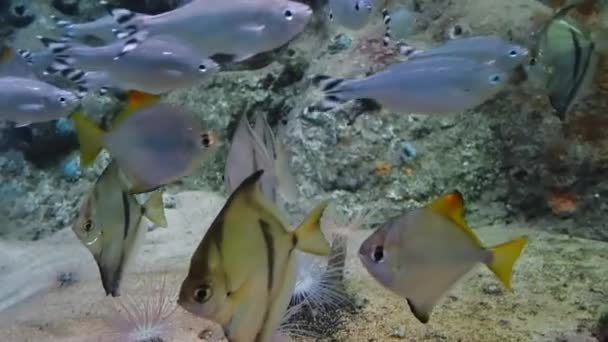 Полосатый Ласточка, Monodactylus sebae, Pettus sebae плавающий в большом прозрачном аквариуме крупным планом — стоковое видео