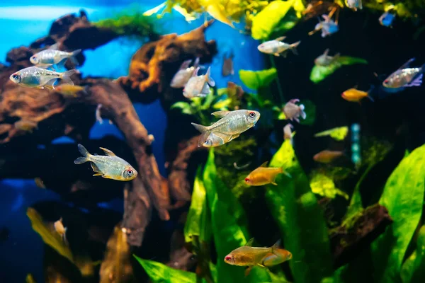 Büyük saydam bir akvaryumda yüzen küçük balıklar. — Stok fotoğraf