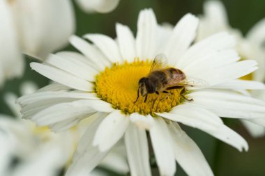 üzerine oturan bir arı ile beyaz papatya