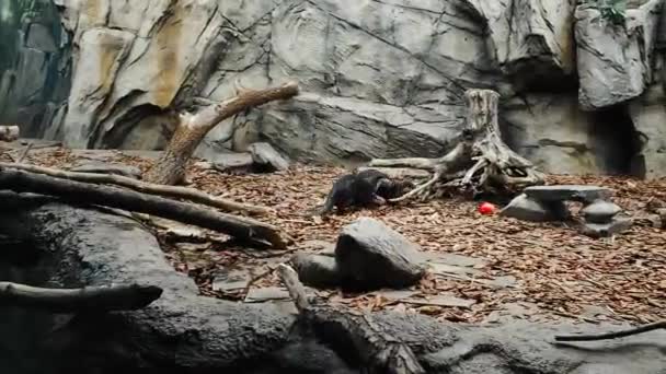 Wydry bawiące się wokół wody, azjatycka wydra z małymi pazurami — Wideo stockowe