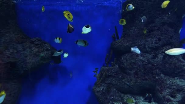 Μικρά ψάρια που κολυμπούν σε ένα μεγάλο διαφανές ενυδρείο κοντά — Αρχείο Βίντεο
