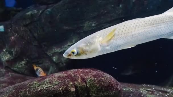 Pelengas floating among the reefs in a large glass aquarium — Stock Video