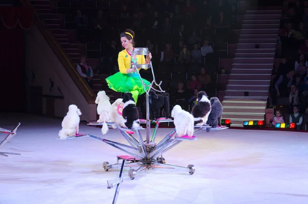 Tour del Circo di Mosca sul ghiaccio. Cani addestrati — Foto Stock