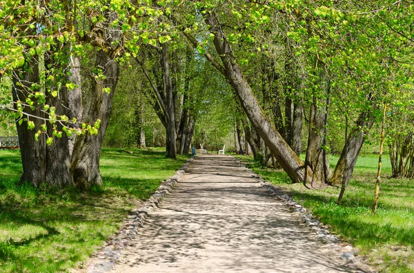 Old linden alley on territory of museum-estate of I.Repin Zdravnevo, Belarus — Stock Photo, Image