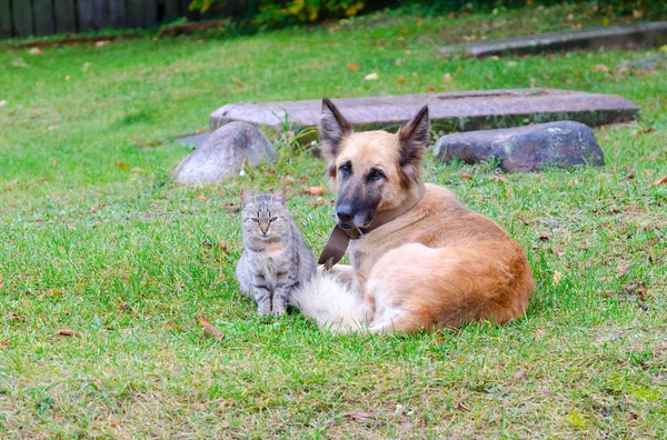 Vriendschap van dakloze katten- en hondenbont — Stockfoto