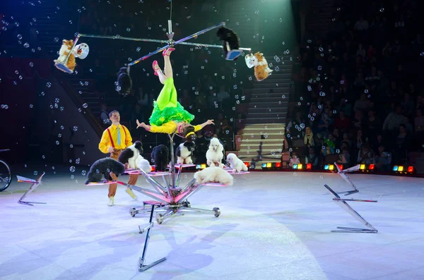 Turné cirkus Moskva na LED vycvičená psů pod vedením Victoria Alexandrova — Stock fotografie