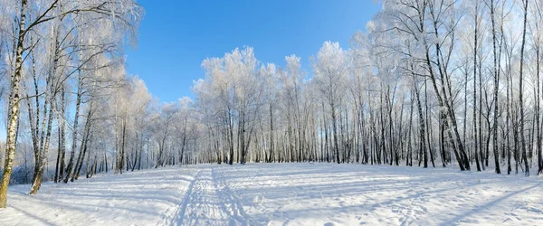 Березовая роща в инее против голубого неба, живописный зимний пейзаж — стоковое фото