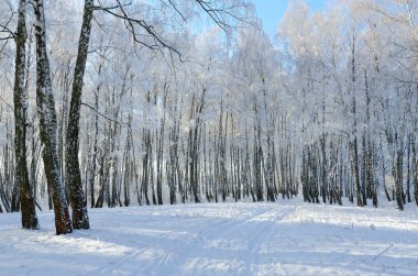 Güzel kış huş ağacı koru hoarfrost
