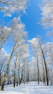 Hoarfrost, güzel kış manzara bahçesinde huş ağacı