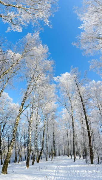Hoarfrost, güzel kış manzara bahçesinde huş ağacı