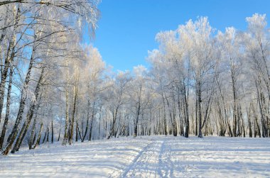 Hoarfrost güneşli kış manzara bahçesinde huş ağacı