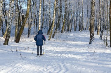 Güneşli güzel huş Grove'da kayakçı