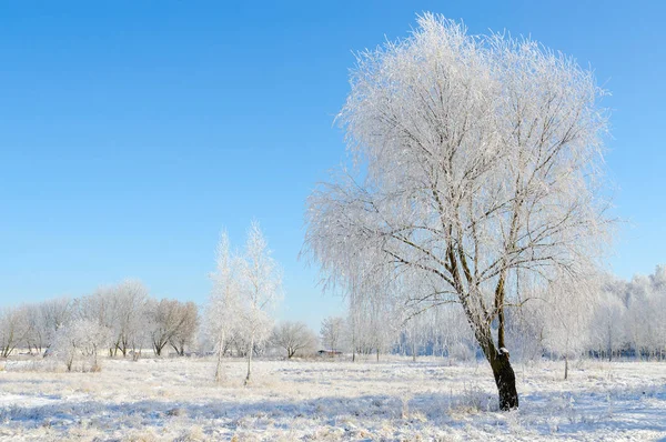 Linda Paisagem Inverno Árvores Hoarfrost Dia Ensolarado Claro — Fotografia de Stock