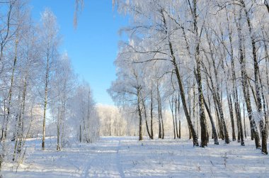 Hoarfrost güneşli, güzel kış manzara bahçesinde huş ağacı