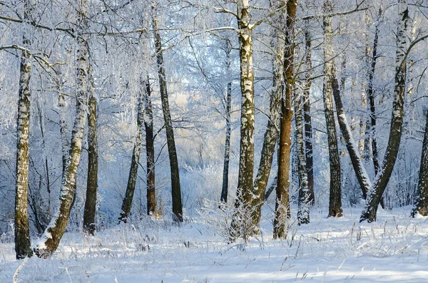 Vidoeiro de inverno pitoresco arvoredo em geada — Fotografia de Stock