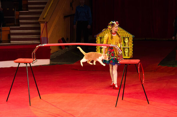 Tour of Moscow Circus named after Nikulin. Cat Games under leadership of Julia Silantieva