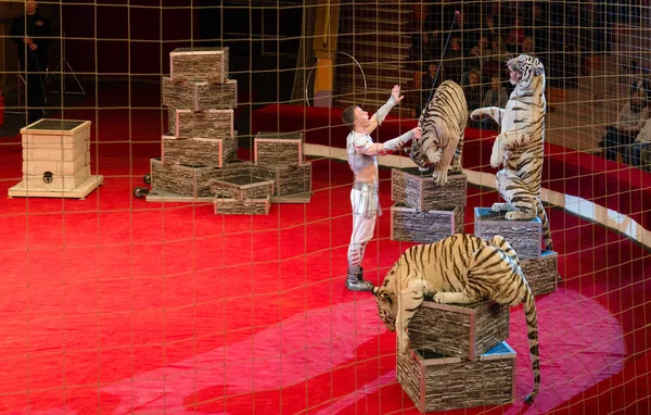 Tours of Moscow Circus of Nikulin. Attraction White Tigers — Stock Photo, Image
