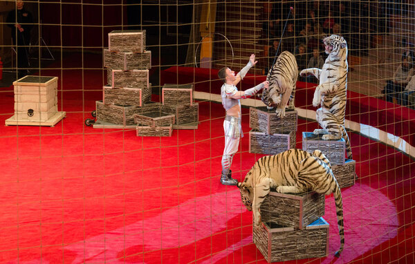 Гастроли Московского цирка им. Никулина. Белые тигры
