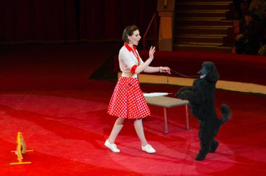 Moskova Devlet sirk tur sonra Nikulin adında. Bahar caz (eğitimli köpekler Alisa Nesterova yönetimi altında)