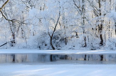 Hoarfrost Ocak ayında nehir kıyısında ağaçlarda