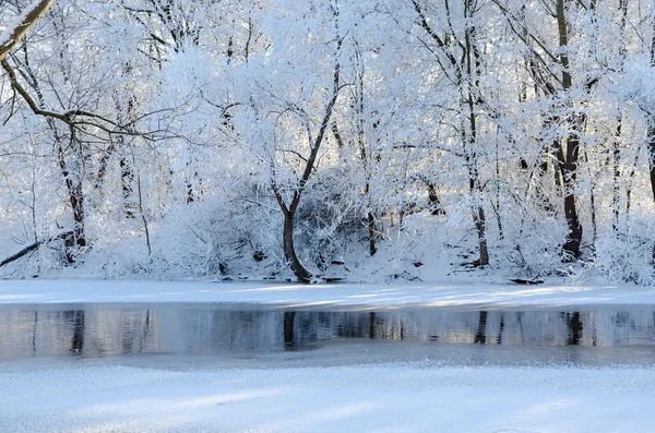 Arbres en gelée blanche sur la rive de la rivière en janvier — Photo