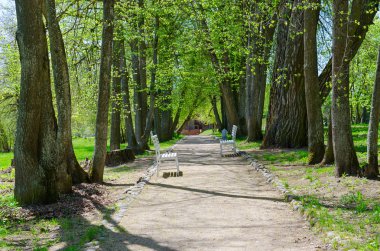 Güneşli bir günde, Belarus 'un Vitebsk bölgesinde I.E.Repin Zdravnevo müzesinin arazisindeki eski ıhlamur yolu.