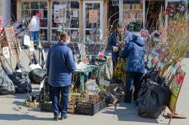 GOMEL, BELARUS - 26 Mart 2020: Bilinmeyen yaşlı kadın, WHO tarafından ilan edilen salgın sırasında Merkez Market 'teki meyve bitkilerinin filizlerini seçti