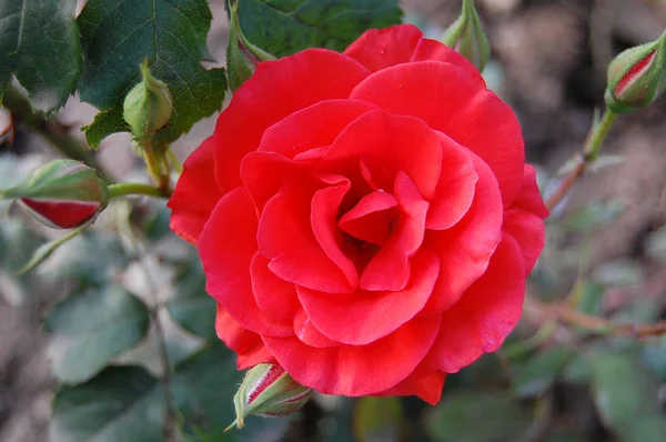Червона Троянда Саду Хімачал Прадеш — стокове фото