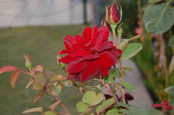 Rosa Vermelha Com Folhas Verdes — Fotografia de Stock