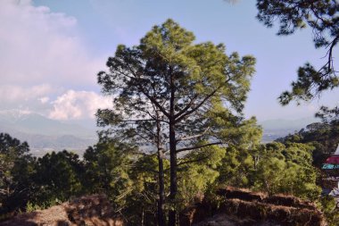 Top of Pine Tree with Blue Sky 