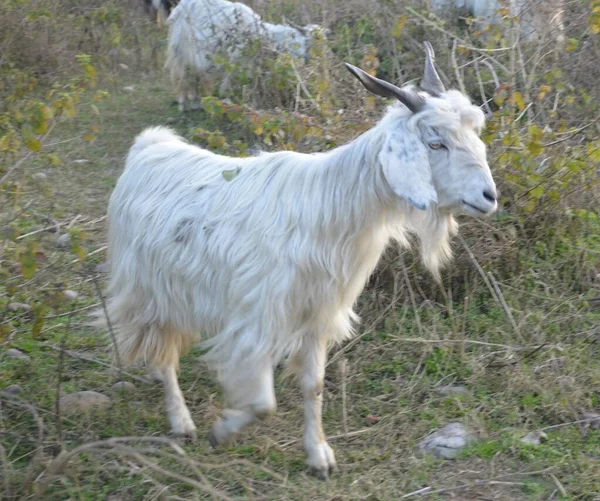 Cabra blanca caminando en la tierra Himachal Pradesh India — Foto de Stock