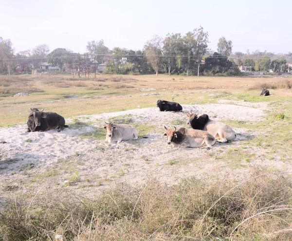 Fotoğraf Beas Nadaun Nehri kıyısında çekildi Hiamchal Pradesh Hindistan 