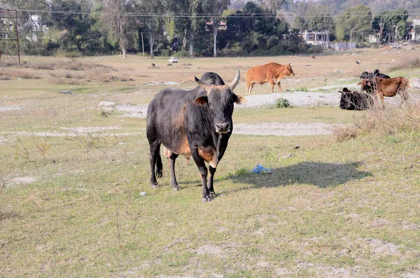 Kép Beas Nadaun Hiamchal Pradesh Folyó Partján Készült India — Stock Fotó