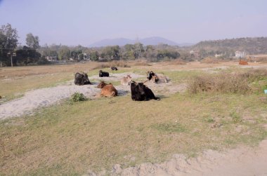 Fotoğraf Beas Nadaun Nehri kıyısında çekildi Hiamchal Pradesh Hindistan 