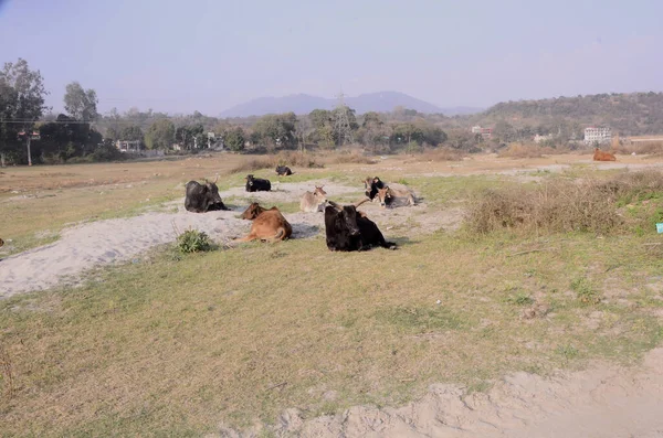 Fotoğraf Beas Nadaun Nehri kıyısında çekildi Hiamchal Pradesh Hindistan 