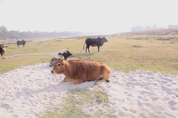 Fotoğraf Beas Nadaun Nehri kıyısında çekildi Hiamchal Pradesh Hindistan