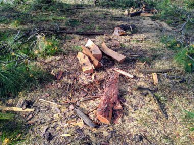 Himachal Pradesh Ormanı 'ndaki Çam Ağacı parçaları. 