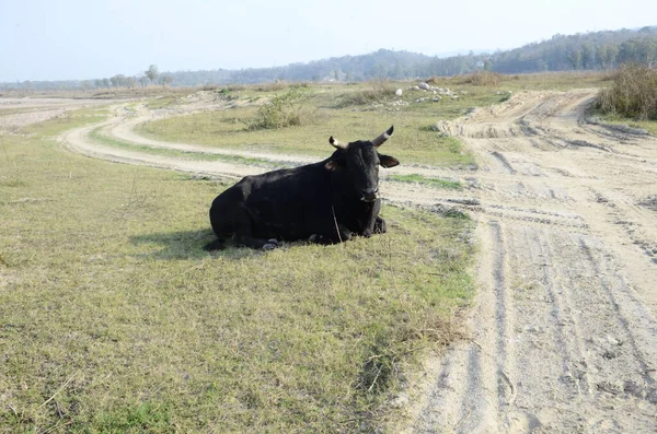 Posti Sedere Della Mucca Nera Terra Kaloor India — Foto Stock