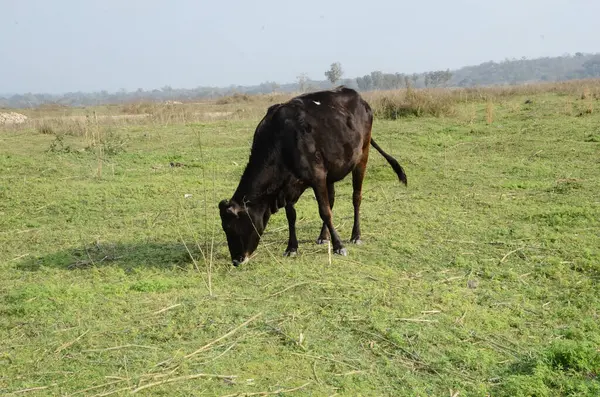 Brown Cow Ground Del Kaloor Himachal Pradesh India — Foto Stock