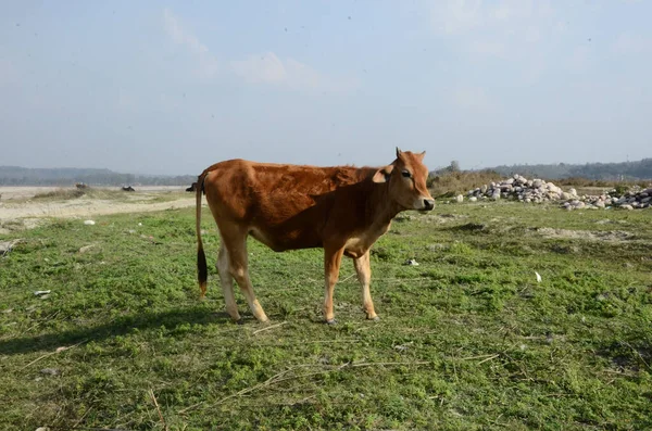 Mucca Marrone Guardando Macchina Fotografica Terra Kaloor Himachal Pradesh India — Foto Stock