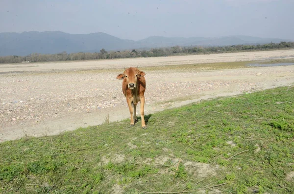 Mucca Marrone Guardando Macchina Fotografica Terra Kaloor Himachal Pradesh India — Foto Stock