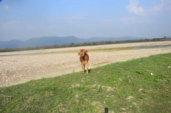 Mucca Marrone Guardando Macchina Fotografica Terra Kaloor Himachal Pradesh India — Foto Stock