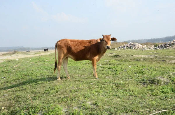 Mucca Marrone Guardando Macchina Fotografica Terra Kaloor Himachal Pradesh India — Foto Stock