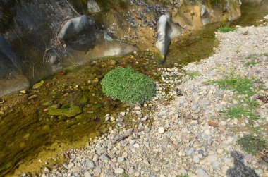 Hamirpur Nehri 'nin Kanalı Himachal Pradesh Hindistan